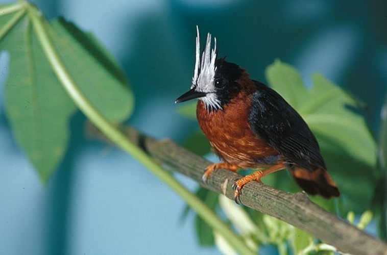 White-plumed Antbird © Francisco Enríquez/NBII Image Gallery