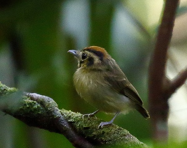 Golden-crowned Spadebill © <a href="//commons.wikimedia.org/wiki/User:Hector_Bottai" title="User:Hector Bottai">Hector Bottai</a>