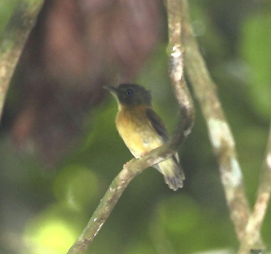 White-crested Spadebill © <a href="//commons.wikimedia.org/wiki/User:Hector_Bottai" title="User:Hector Bottai">Hector Bottai</a>