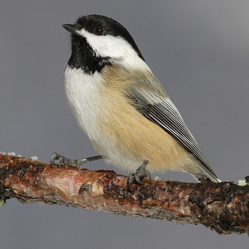 Black-capped Chickadee © No machine-readable author provided. <a href="//commons.wikimedia.org/wiki/User:Mdf" title="User:Mdf">Mdf</a> assumed (based on copyright claims).