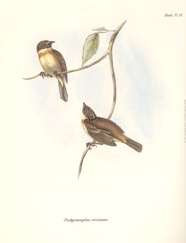 Bearded Tachuri © <bdi><a href="https://en.wikipedia.org/wiki/en:John_Gould" class="extiw" title="w:en:John Gould">John Gould</a>
</bdi>