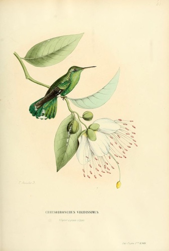 Green-tailed Goldenthroat © Louis Victor Bevalet (1808-)