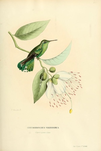 Green-tailed Goldenthroat &copy; Louis Victor Bevalet (1808-)