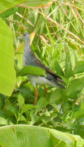 Porphyrio flavirostris &copy; <a rel="nofollow" class="external text" href="https://www.flickr.com/people/75735834@N06">Feroze Omardeen</a>