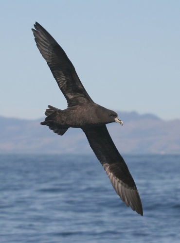 White-chinned Petrel © <a href="//commons.wikimedia.org/w/index.php?title=User:Mjobling&amp;action=edit&amp;redlink=1" class="new" title="User:Mjobling (page does not exist)">Mjobling</a>