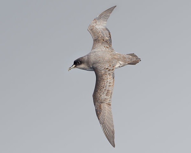 Grey Petrel © <a href="//commons.wikimedia.org/wiki/User:JJ_Harrison" title="User:JJ Harrison">JJ Harrison</a> (<a rel="nofollow" class="external free" href="https://www.jjharrison.com.au/">https://www.jjharrison.com.au/</a>)