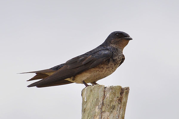 Gray-breasted Martin &copy; <a rel="nofollow" class="external text" href="https://www.flickr.com/photos/32674493@N04">Cláudio Dias Timm</a> from Rio Grande do Sul