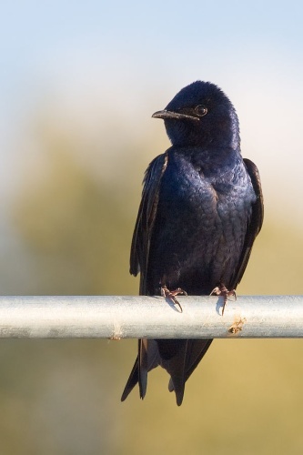 Purple Martin &copy; JJ Cadiz, <a href="//commons.wikimedia.org/wiki/User:Cajay" title="User:Cajay">Cajay</a>