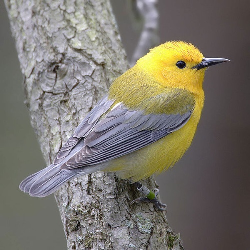 Prothonotary Warbler &copy; 