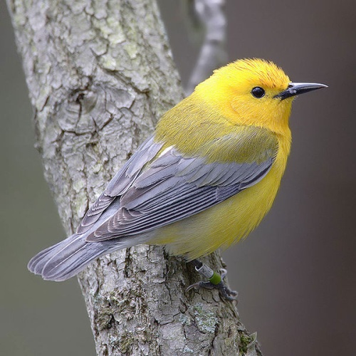 Prothonotary Warbler © 