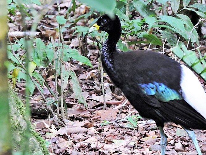 Grey-winged Trumpeter &copy; <a href="//commons.wikimedia.org/wiki/User:Rodrigo_Mariaca" title="User:Rodrigo Mariaca">Rodrigo Mariaca</a>