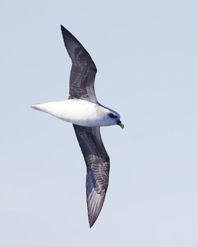 White-headed Petrel &copy; <a href="//commons.wikimedia.org/wiki/User:JJ_Harrison" title="User:JJ Harrison">JJ Harrison</a> (<a rel="nofollow" class="external free" href="https://www.jjharrison.com.au/">https://www.jjharrison.com.au/</a>)