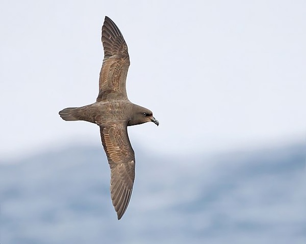 Great-winged Petrel © <a href="//commons.wikimedia.org/wiki/User:JJ_Harrison" title="User:JJ Harrison">JJ Harrison</a> (<a rel="nofollow" class="external free" href="https://www.jjharrison.com.au/">https://www.jjharrison.com.au/</a>)