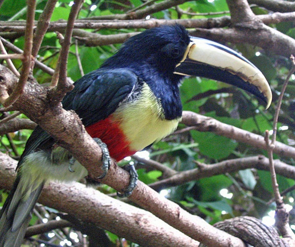 Black-necked Aracari &copy; <a rel="nofollow" class="external text" href="https://www.flickr.com/people/23220337@N06">eric</a> from USA