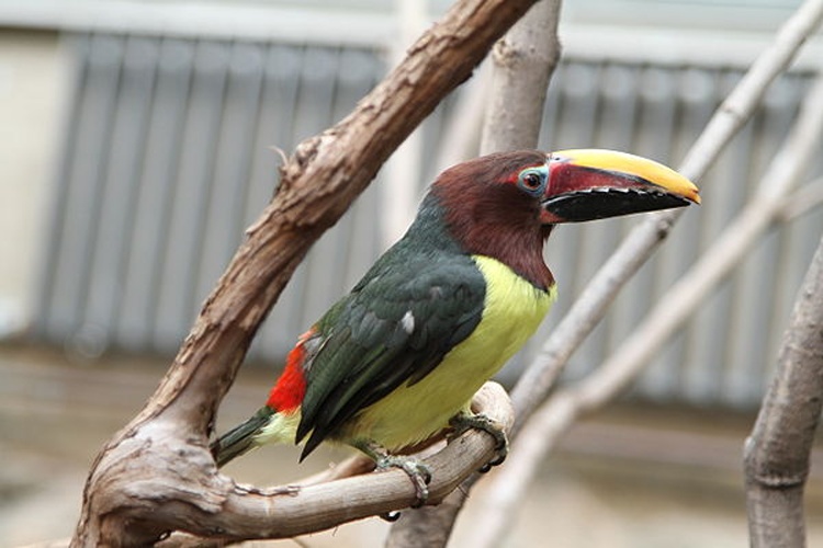 green aracari &copy; <a rel="nofollow" class="external text" href="https://www.flickr.com/people/72744295@N00">Jim Capaldi</a> from Springfield, USA
