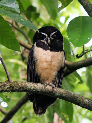 Spectacled Owl &copy; <a href="//commons.wikimedia.org/wiki/User:Biopics" title="User:Biopics">Hans Hillewaert</a>
