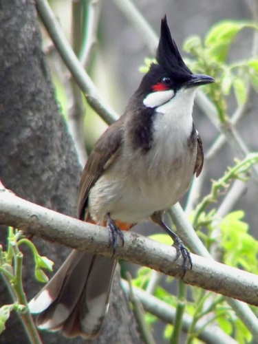 Red-whiskered Bulbul &copy; <a rel="nofollow" class="external text" href="https://www.flickr.com/people/49296659@N00">Charles Lam</a> from Hong Kong, China