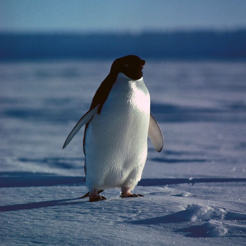 Adélie penguin &copy; <a href="//commons.wikimedia.org/wiki/User:Hgrobe" title="User:Hgrobe">Hannes Grobe</a> 18:46, 29 September 2006 (UTC), Alfred Wegener Institute for Polar and Marine Research, Bremerhaven, Germany