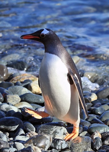 Gentoo Penguin &copy; <a rel="nofollow" class="external text" href="https://www.flickr.com/people/59222181@N03">Liam Quinn</a>