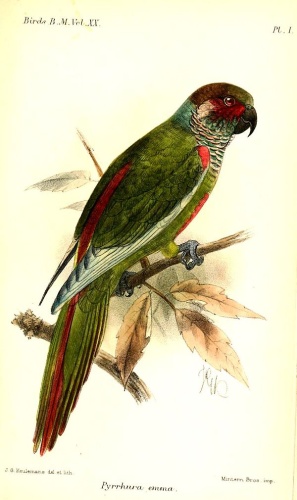 Painted Parakeet &copy; <bdi><a href="https://en.wikipedia.org/wiki/en:John_Gerrard_Keulemans" class="extiw" title="w:en:John Gerrard Keulemans">John Gerrard Keulemans</a>
</bdi>