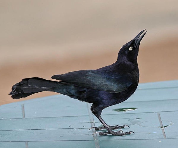 Carib Grackle &copy; <a href="//commons.wikimedia.org/wiki/User:Tomfriedel" title="User:Tomfriedel">http://www.birdphotos.com</a>