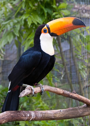 Toco Toucan &copy; <a rel="nofollow" class="external text" href="https://www.flickr.com/people/58447230@N00">Chris Parfitt</a> from East Grinstead, West Sussex, England