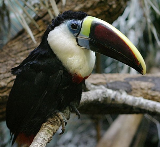 White-throated Toucan &copy; <a href="https://en.wikipedia.org/wiki/User:Cburnett" class="extiw" title="en:User:Cburnett">en:User:Cburnett</a>