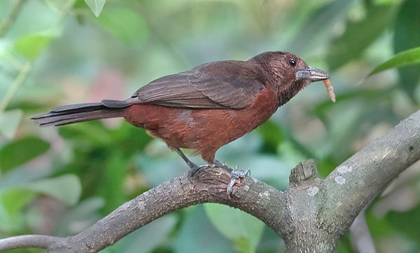 Silver-beaked Tanager © <a href="//commons.wikimedia.org/wiki/User:Dougjj" title="User:Dougjj">Doug Janson</a>