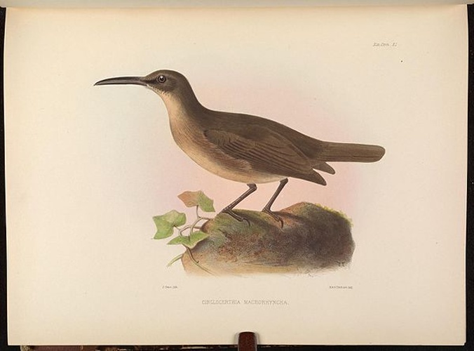 White-breasted Thrasher © Sclater, Philip Lutley, 1829-1913