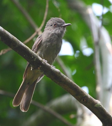 Greyish Mourner &copy; <a href="//commons.wikimedia.org/wiki/User:Hector_Bottai" title="User:Hector Bottai">Hector Bottai</a>