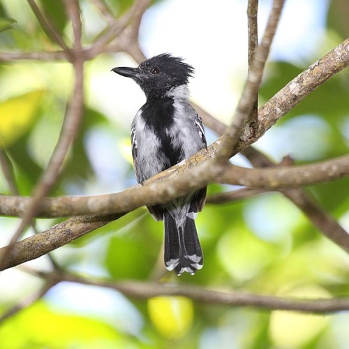 Black-crested Antshrike © <a rel="nofollow" class="external text" href="https://www.flickr.com/people/9765210@N03">Dominic Sherony</a>