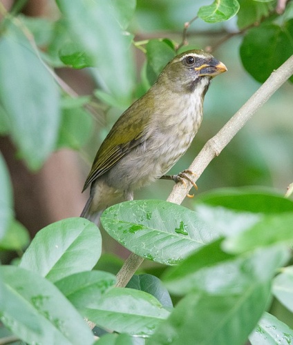 Lesser Antillean Saltator © <a href="//commons.wikimedia.org/w/index.php?title=User:Erikamit&amp;action=edit&amp;redlink=1" class="new" title="User:Erikamit (page does not exist)">Erika Mitchell</a>