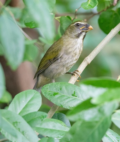 Lesser Antillean Saltator &copy; <a href="//commons.wikimedia.org/w/index.php?title=User:Erikamit&amp;action=edit&amp;redlink=1" class="new" title="User:Erikamit (page does not exist)">Erika Mitchell</a>