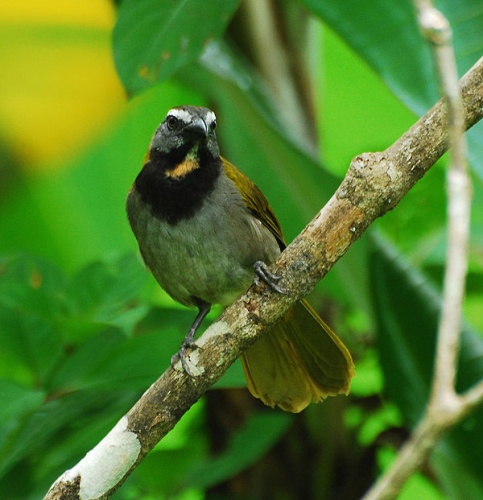 Buff-throated Saltator &copy; <a rel="nofollow" class="external text" href="https://www.flickr.com/photos/7457894@N04">Jerry Oldenettel</a>