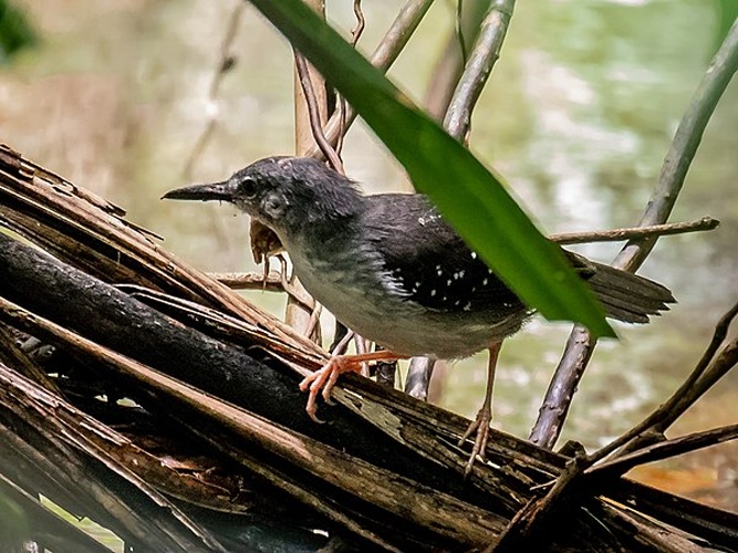 Silvered Antbird &copy; <a href="//commons.wikimedia.org/wiki/User:Hector_Bottai" title="User:Hector Bottai">Hector Bottai</a>