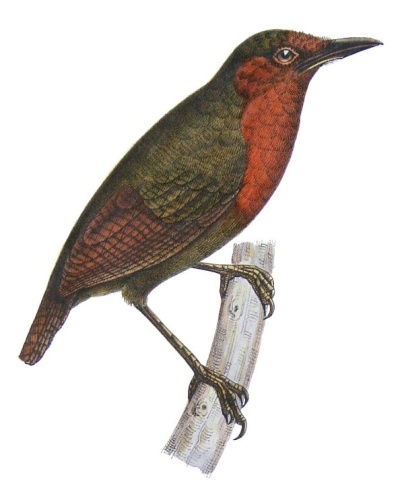 Short-billed Leaftosser &copy; <bdi><a href="https://en.wikipedia.org/wiki/en:Francis_de_Laporte_de_Castelnau" class="extiw" title="w:en:Francis de Laporte de Castelnau">Francis de Laporte de Castelnau</a>
</bdi>