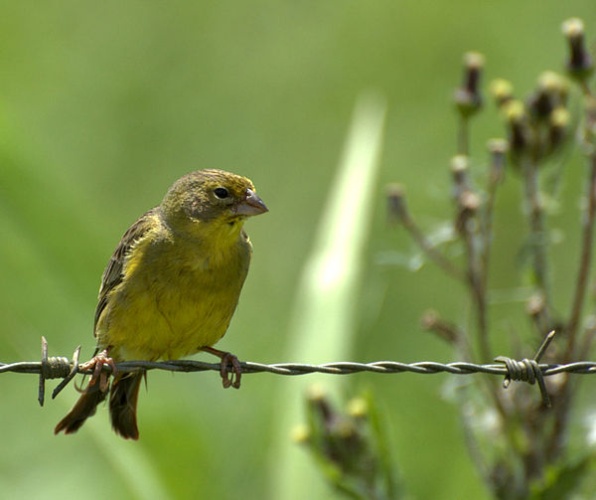 Grassland Yellow Finch &copy; <a rel="nofollow" class="external free" href="https://www.flickr.com/photos/dariosanches/">https://www.flickr.com/photos/dariosanches/</a>
