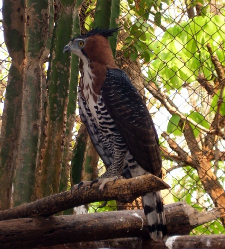 Ornate Hawk-Eagle © <a href="//commons.wikimedia.org/wiki/User:Dysmorodrepanis" title="User:Dysmorodrepanis">Dysmorodrepanis</a>, from original by <a href="//commons.wikimedia.org/wiki/User:Mateus_Hidalgo" title="User:Mateus Hidalgo">Mateus Hidalgo</a>