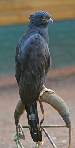Black Hawk-Eagle &copy; <a href="//commons.wikimedia.org/wiki/User:Tomfriedel" title="User:Tomfriedel">http://www.birdphotos.com</a>