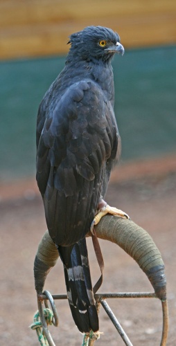 Black Hawk-Eagle © <a href="//commons.wikimedia.org/wiki/User:Tomfriedel" title="User:Tomfriedel">http://www.birdphotos.com</a>