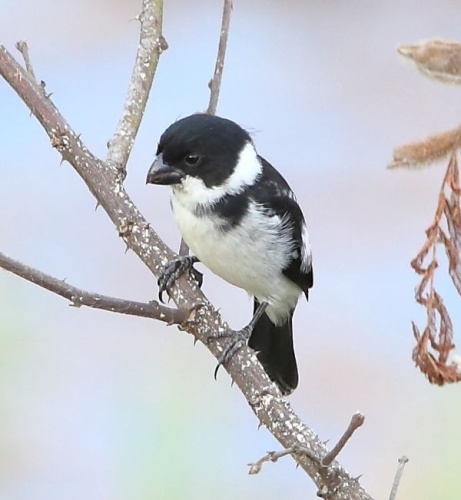 Wing-barred Seedeater &copy; <a href="//commons.wikimedia.org/wiki/User:Hector_Bottai" title="User:Hector Bottai">Hector Bottai</a>