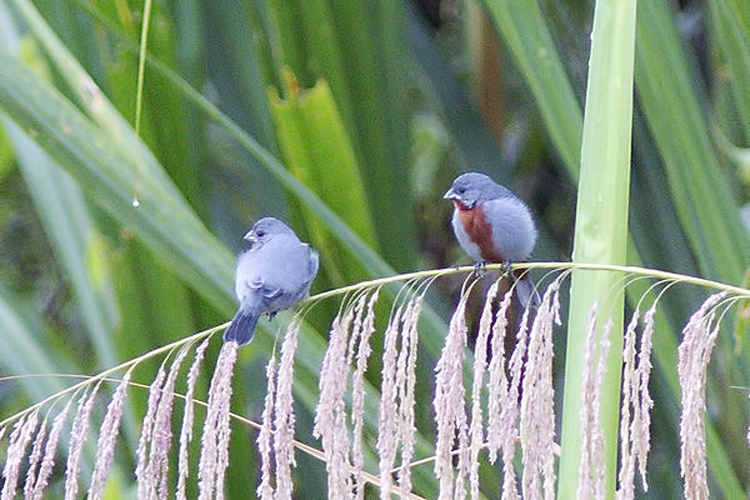 Chestnut-bellied Seedeater &copy; <a rel="nofollow" class="external text" href="https://www.flickr.com/people/29145750@N00">Steve Ryan</a> from Groveland, CA, USA