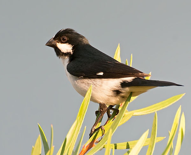 Lined Seedeater © <a rel="nofollow" class="external text" href="https://www.flickr.com/people/10786455@N00">Dario Sanches</a>