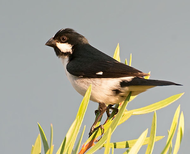 Lined Seedeater &copy; <a rel="nofollow" class="external text" href="https://www.flickr.com/people/10786455@N00">Dario Sanches</a>