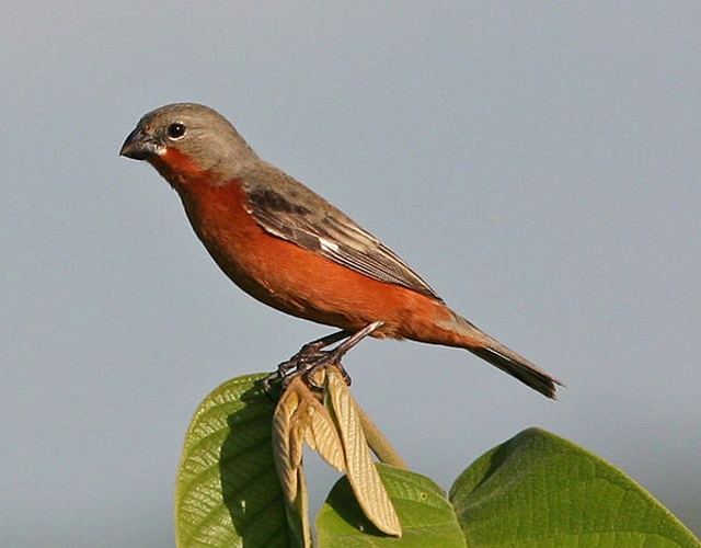 Ruddy-breasted Seedeater © <a href="//commons.wikimedia.org/wiki/User:Tomfriedel" title="User:Tomfriedel">http://www.birdphotos.com</a>