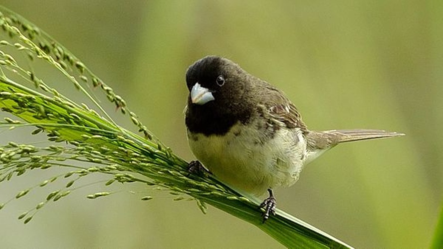 Yellow-bellied Seedeater &copy; <a rel="nofollow" class="external text" href="https://www.flickr.com/photos/neilorlandodiazmartinez/">Neil Orlando Diaz Martinez</a>