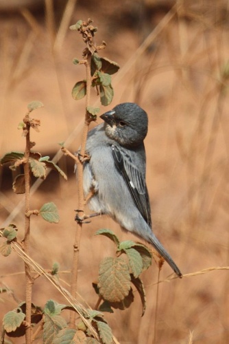 Plumbeous Seedeater &copy; <a rel="nofollow" class="external text" href="https://www.flickr.com/people/55663585@N00">Alastair Rae</a> from London, United Kingdom