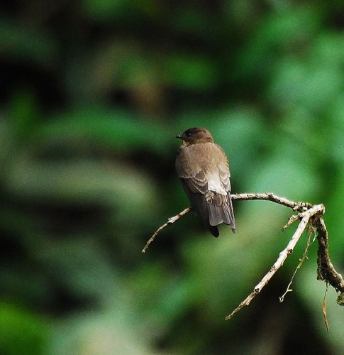 Southern Rough-winged Swallow &copy; <a rel="nofollow" class="external text" href="https://www.flickr.com/photos/7457894@N04">Jerry Oldenettel</a>