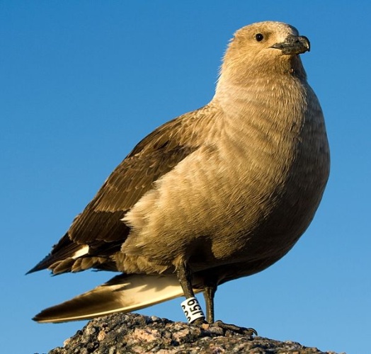 South Polar Skua © <table style="margin: 1.5em auto; font-size: 0.9em; width: 100%; background-color: #ccc; border: 2px solid #aaa; padding: 1px;" cellspacing="10"><tbody><tr><td>
<i><a href="https://upload.wikimedia.org/wikipedia/commons/b/b0/Skua_antarctique_-_South_Polar_Skua.jpg" class="internal" title="Skua antarctique - South Polar Skua.jpg"><b>This illustration</b></a> <b>was made by</b> </i><b><a href="//commons.wikimedia.org/wiki/User:Ehquionest" title="User:Ehquionest"><b>Samuel Blanc</b></a></b><i>.</i>
<p>If you plan on using it, an email to samuel @ sblanc.com would be greatly appreciated.
</p>
</td></tr></tbody></table>