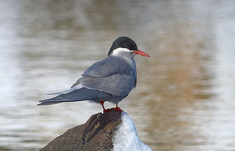 Kerguelen Tern © <a href="//commons.wikimedia.org/wiki/User:Fguerraz" title="User:Fguerraz">User:Fguerraz</a>
<table style="margin: 1.5em auto; width:60%; background-color:#CCCCCC; border:2px solid #aaaaaa; padding:1px;" cellspacing="10"><tbody><tr>
<td align="center">
<a href="//commons.wikimedia.org/wiki/File:Fguerraz_user_avatar.jpg" class="image"><img alt="Fguerraz user avatar.jpg" src="https://upload.wikimedia.org/wikipedia/commons/thumb/c/ce/Fguerraz_user_avatar.jpg/80px-Fguerraz_user_avatar.jpg" decoding="async" width="80" height="60" srcset="https://upload.wikimedia.org/wikipedia/commons/thumb/c/ce/Fguerraz_user_avatar.jpg/120px-Fguerraz_user_avatar.jpg 1.5x, https://upload.wikimedia.org/wikipedia/commons/thumb/c/ce/Fguerraz_user_avatar.jpg/160px-Fguerraz_user_avatar.jpg 2x" data-file-width="640" data-file-height="480"></a>
</td>
<td>
<i><a href="https://upload.wikimedia.org/wikipedia/commons/0/0a/Sterne_de_Kerguelen.jpg" class="internal" title="Sterne de Kerguelen.jpg"><b>This illustration</b>